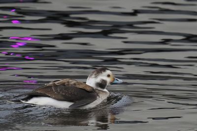 Long-tailed Duck, Lomond Shores-Balloch, Clyde