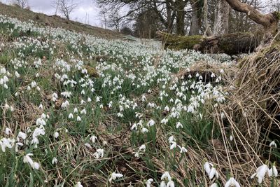 Snowdrops in Mugdock Country Park