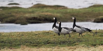 Barnacle Geese, Gruinart, Islay