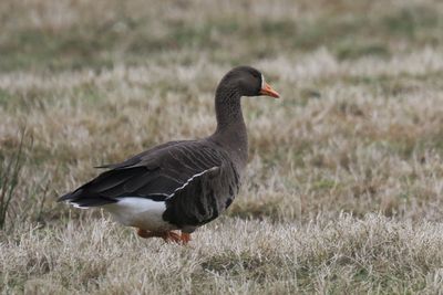 Greenland White-fronted Goose, Gruinart, Islay