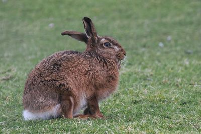 Brown Hare, Ardnave, Islay