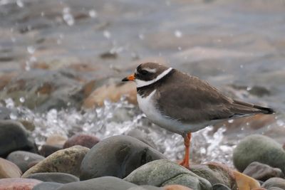 Ringed Plover, Loch Indaal, Islay