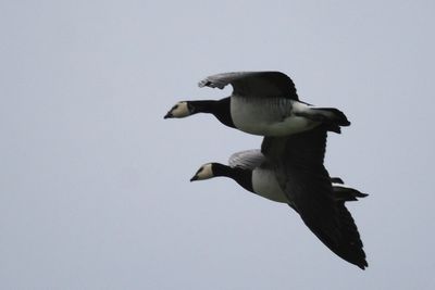 Barnacle Geese, Loch Indaal, Islay