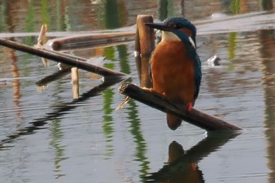 Kingfisher, RSPB Barons Haugh, Clyde