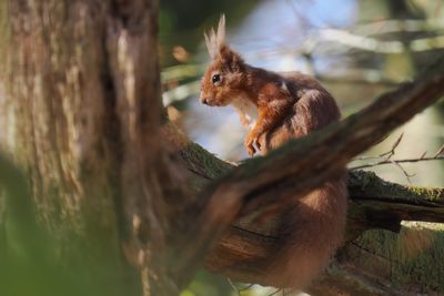 Red Squirrel, RSPB Loch Lomond, Clyde