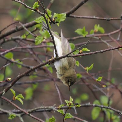 Willow Warbler, Cashel-Loch Lomond, Clyde