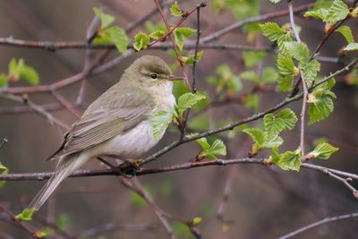 Willow Warbler, Cashel-Loch Lomond, Clyde