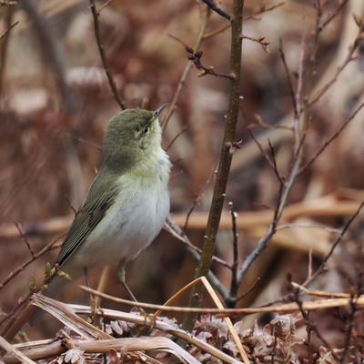 Willow Warbler, Cashel-Loch Lomond, Clyde