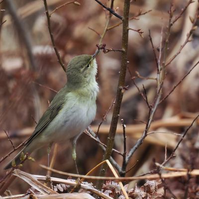 Willow Warbler, Cashel-Loch Lomond, Clyde