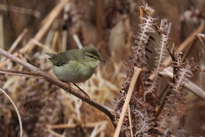 Willow Warbler, Cashel-Loch Lomond, Clyde