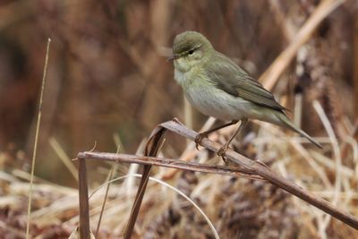 Willow Warbler, Cashel-Loch Lomond, Clyde