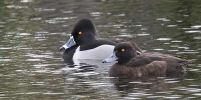Tufted & Ring-necked Duck, Speirs Wharf, Glasgow