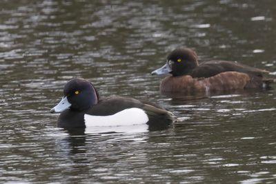 Tufted Ducks, Speirs Wharf, Glasgow