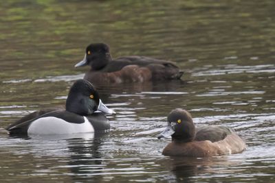 Ring-necked Duck, Speirs Wharf, Glasgow