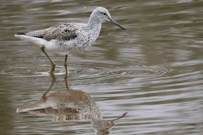 Greenshank, Erskine harbour, Clyde