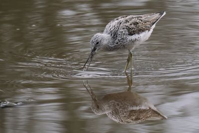 Greenshank, Erskine harbour, Clyde