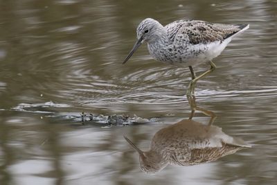 Greenshank, Erskine harbour, Clyde