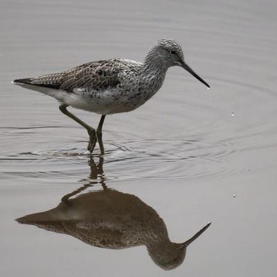 Greenshank, Erskine harbour, Clyde