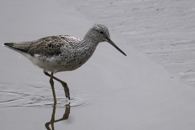 Greenshank, Erskine harbour, Clyde