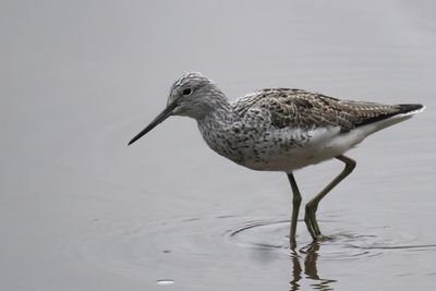 Greenshank, Erskine harbour, Clyde