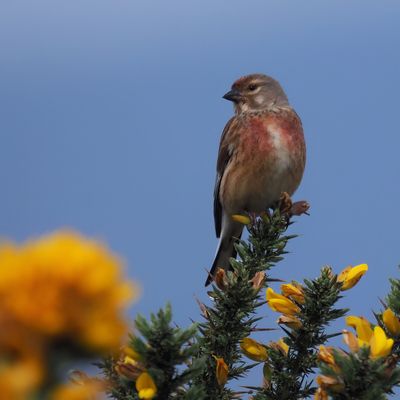 Linnet, Ardmore Point, Clyde