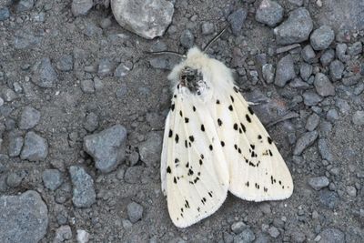 White Ermine moth, RSPB Loch Lomond