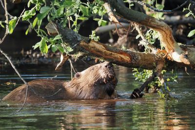 European Beaver, Argaty, Doune