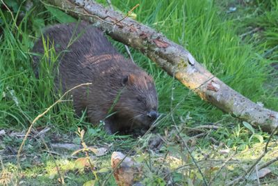 European Beaver, Argaty, Doune
