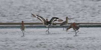 Black-tailed Godwits, Balmaha Bay-Loch Lomond, Clyde
