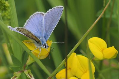 Common Blue (male), Cardowan Moss, Glasgow