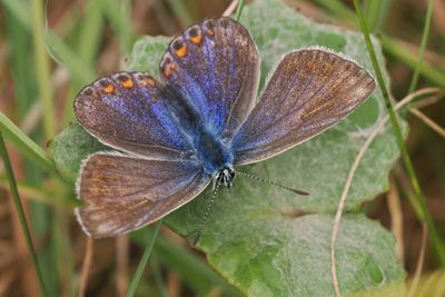 Common Blue (female), Cardowan Moss, Glasgow