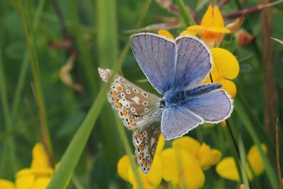 Common Blue (male & female), Cardowan Moss, Glasgow