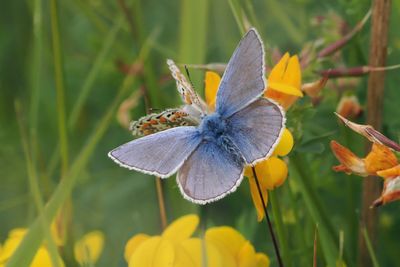 Common Blue (male & female), Cardowan Moss, Glasgow