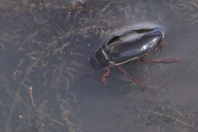 Great Diving Beetle, Hogganfield Park, Glasgow