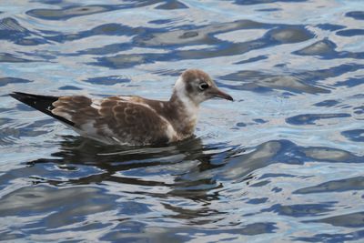 Black-headed Gull (juvenile), East Wemyss, Fife