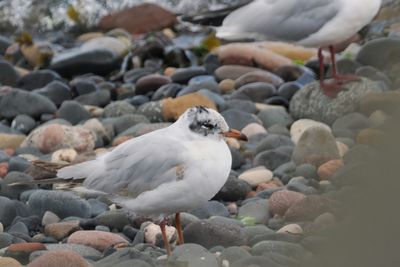 Mediterranean Gull (2cnd summer), East Wemyss, Fife