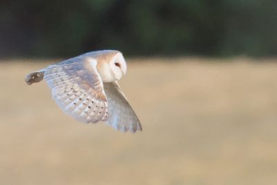 Barn Owl, Slade Hooton, S Yorks