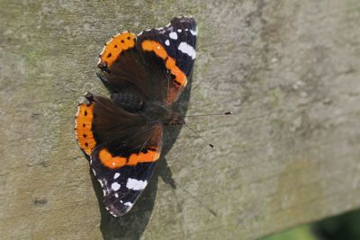 Red Admiral, Brookhouse, S Yorks