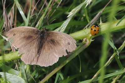 Meadow brown (upperwing, very worn) and a Ladybird, Brookhouse, S Yorks
