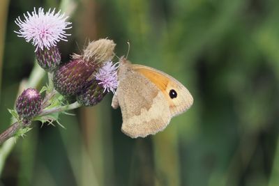 Meadow Brown (underwing), Brookhouse, S Yorks