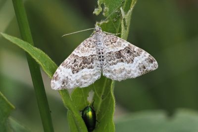 Common Carpet moth,  RSPB Loch Lomond
