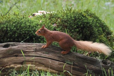 Red Squirrel, RSPB Loch Lomond