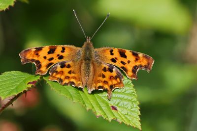 Comma, Adders Gill, Motherwell