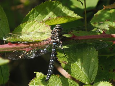 Common Hawker, Adders Gill, Motherwell