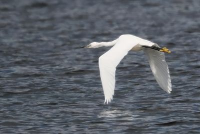 Little Egret, Crom Mhin bay-Loch Lomond, Clyde