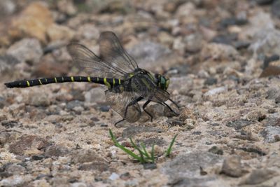 Golden-ringed Dragonfly, Glen Douglas
