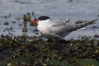 Common Tern, Ironotter Point-Greenock, Clyde