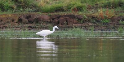 Little Egret, RSPB Loch Lomond, Clyde