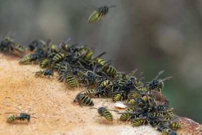 Wasps feeding frenzy on wood resin, Hogganfield Park, Glasgow