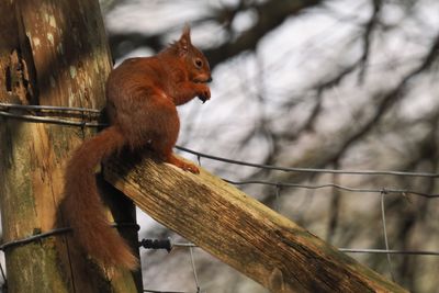 Red Squirrel, Ring Wood-RSPB Loch Lomond